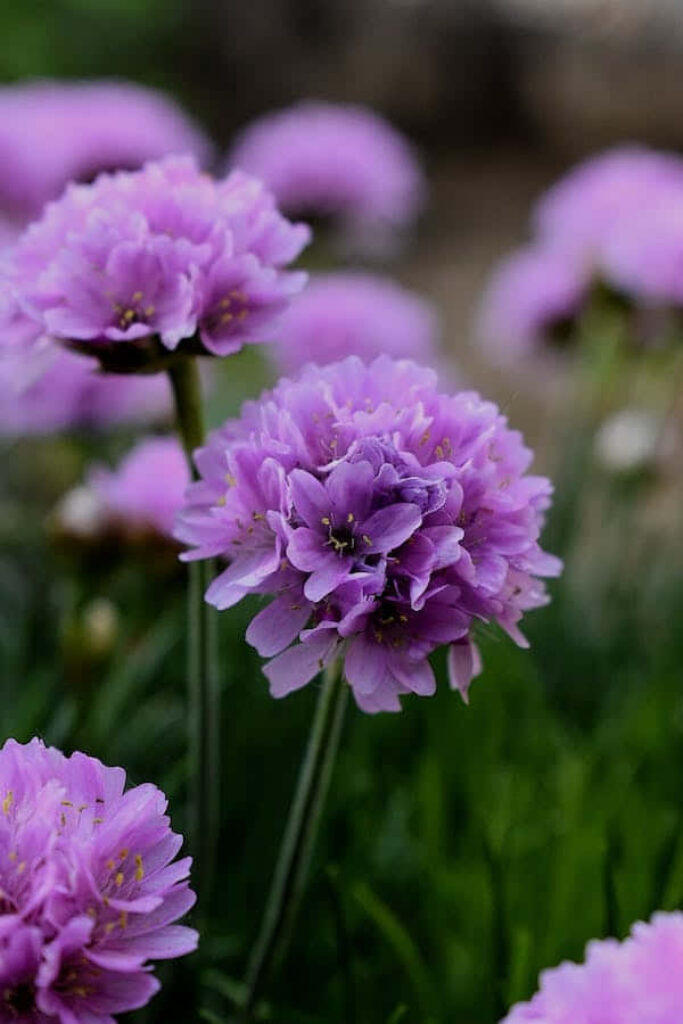 Vibrant Purple Flower Wallpaper: Serene Natural Background Image