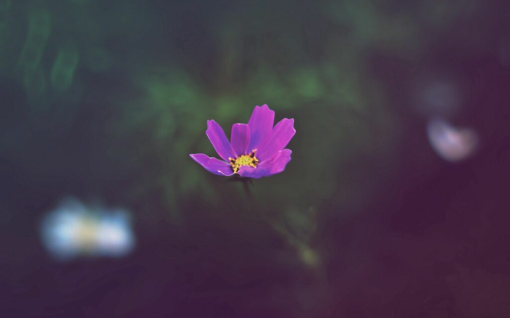 Serene Purple Flower Wallpaper: Vibrant Nature Background