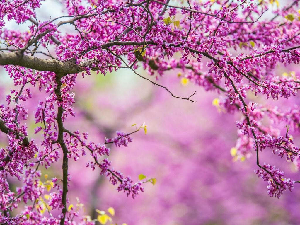 Vibrant Purple Flower Wallpaper: Serene Spring Background