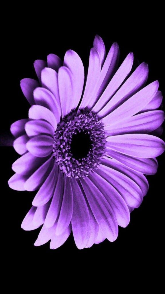 Vibrant Purple Flower on Sleek Black Background: Simple Beauty Wallpaper