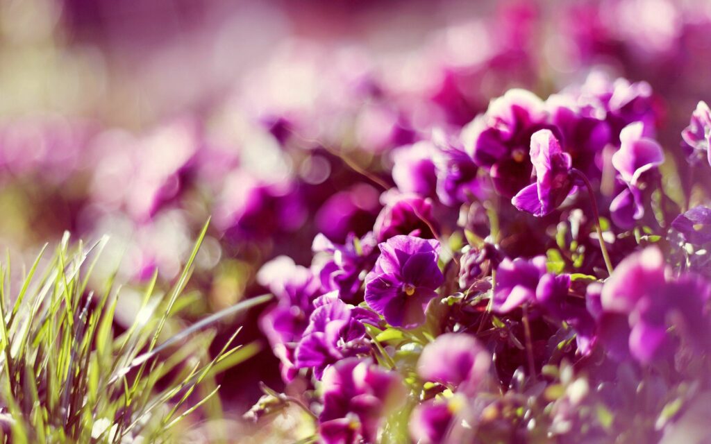 Stunning Purple Flower Wallpaper: Soft Sunlit Close-Up Background