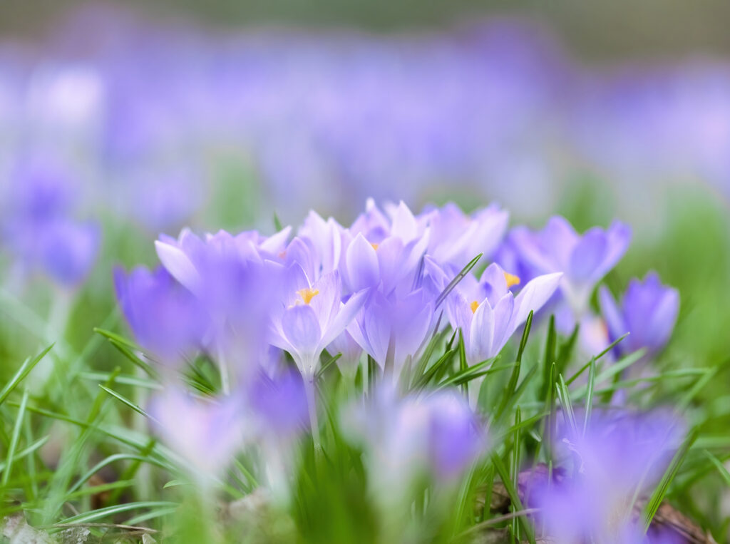 Vibrant Purple Flower Field Wallpaper - Serene Spring Background