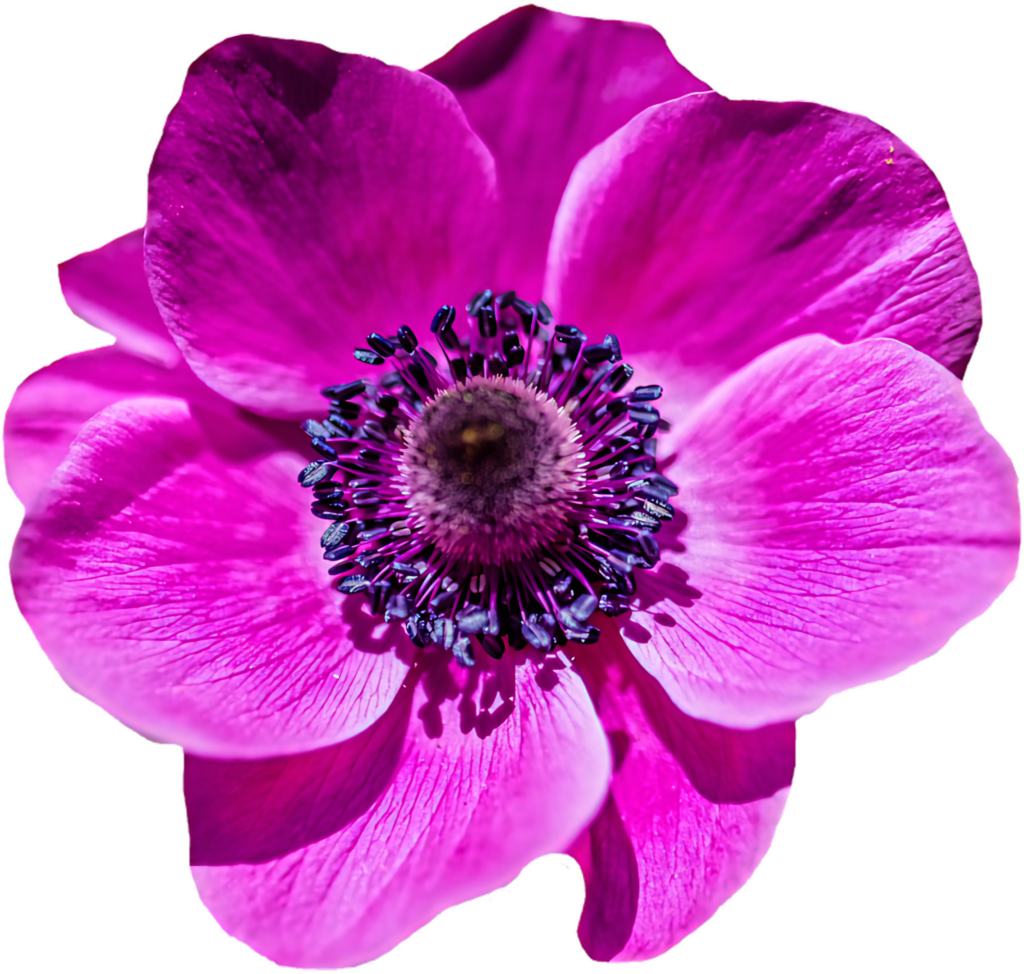 Vibrant Purple Flower Wallpaper - Stunning Floral Background Design