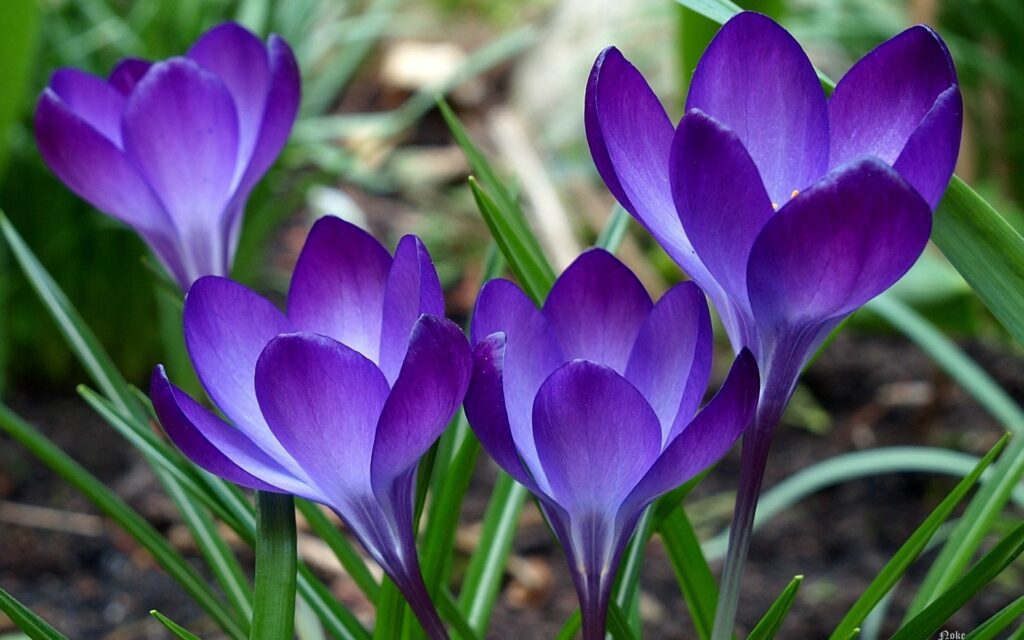 Serene Nature Background: Vibrant Purple Flowers & Green Grass Wallpaper