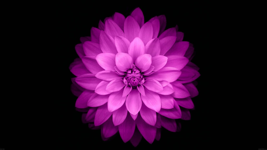 Vibrant Purple Flower on Black Background - Stunning Wallpaper