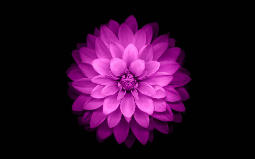 Vibrant Purple Flower Wallpaper on Solid Black Background