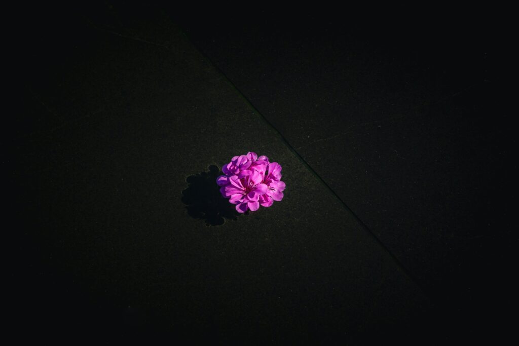 Vibrant Purple Flower Wallpaper on Dark Minimalist Background
