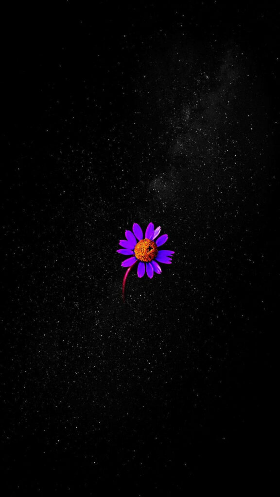 Vibrant Purple Flower Against Dark Starry Background - Serenity in Bloom Wallpaper
