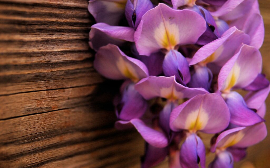 Vibrant Purple Flower Wallpaper on Rustic Wooden Background