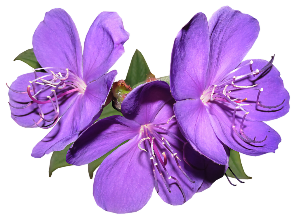 Vibrant Purple Flower Wallpaper on Transparent Background