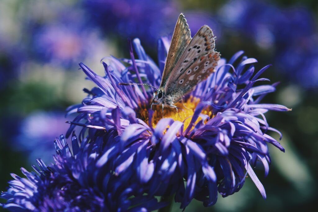 Close-Up Wallpaper: Butterfly on Vibrant Purple Flower Detail