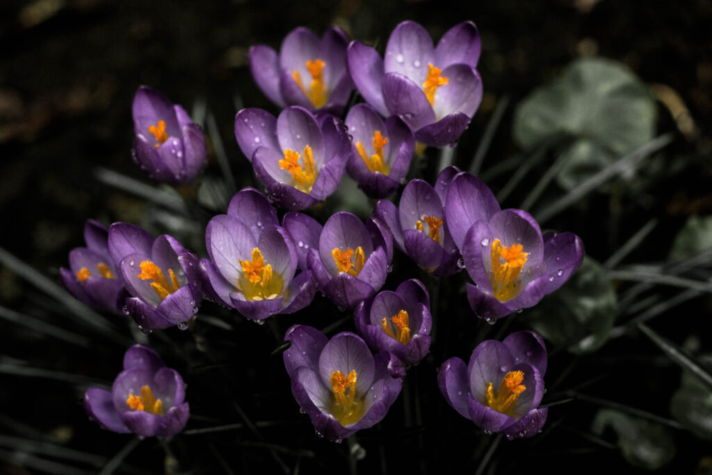 Spring Purple Flower Wallpaper with Dewdrops - 4293x2862 Background