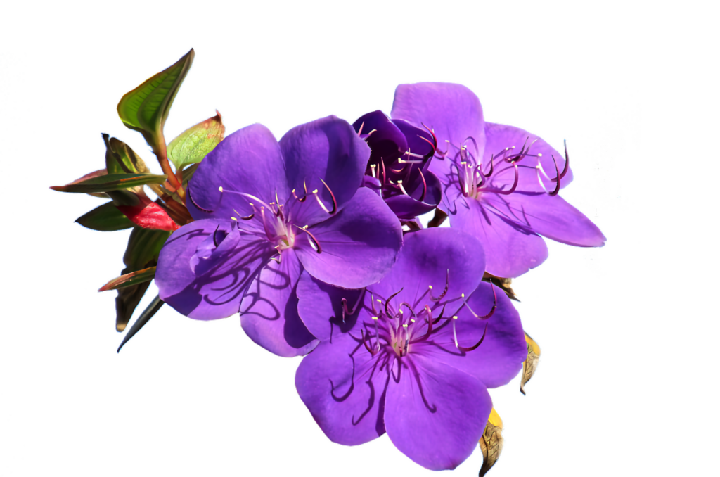 Vibrant Purple Flower Wallpaper on Transparent Background