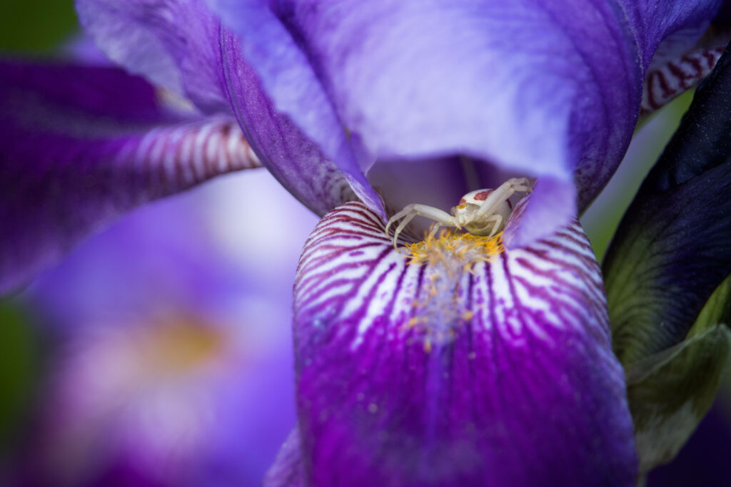 Close-Up of Vibrant Purple Flower with White Spider - Stunning Wallpaper