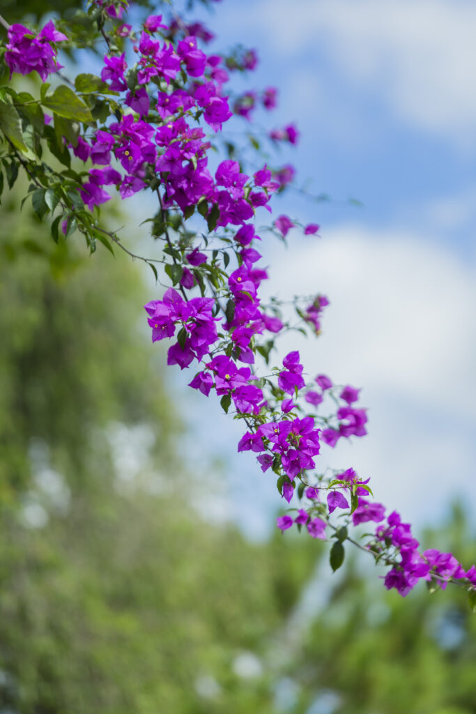 Vibrant Purple Flower Wallpaper with Lush Green Background