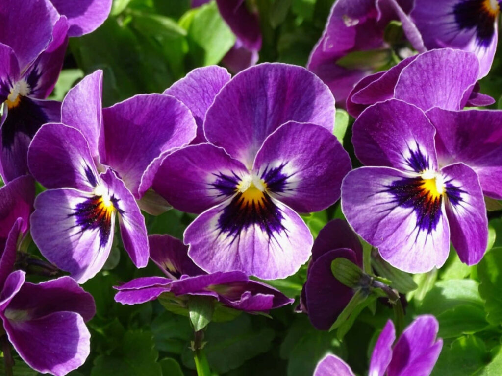 Vibrant Deep Purple Flower Wallpaper with Lush Green Background