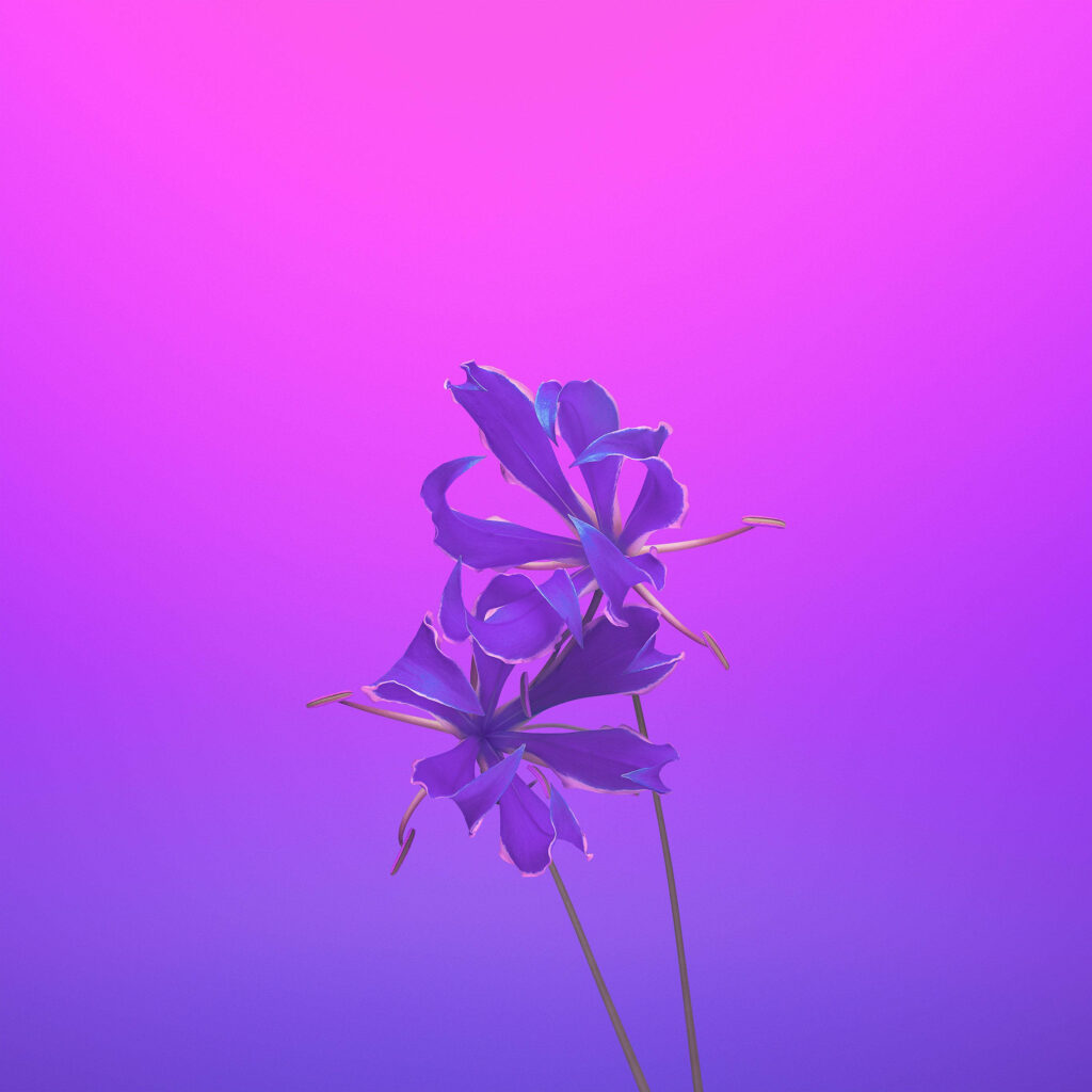 Vibrant Purple Flowers Wallpaper on Pink to Purple Gradient Background