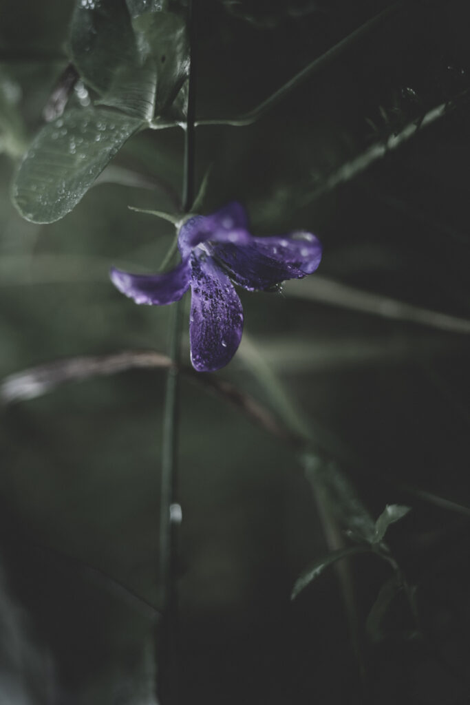 Vibrant Purple Flower Close-Up Wallpaper with Water Droplets