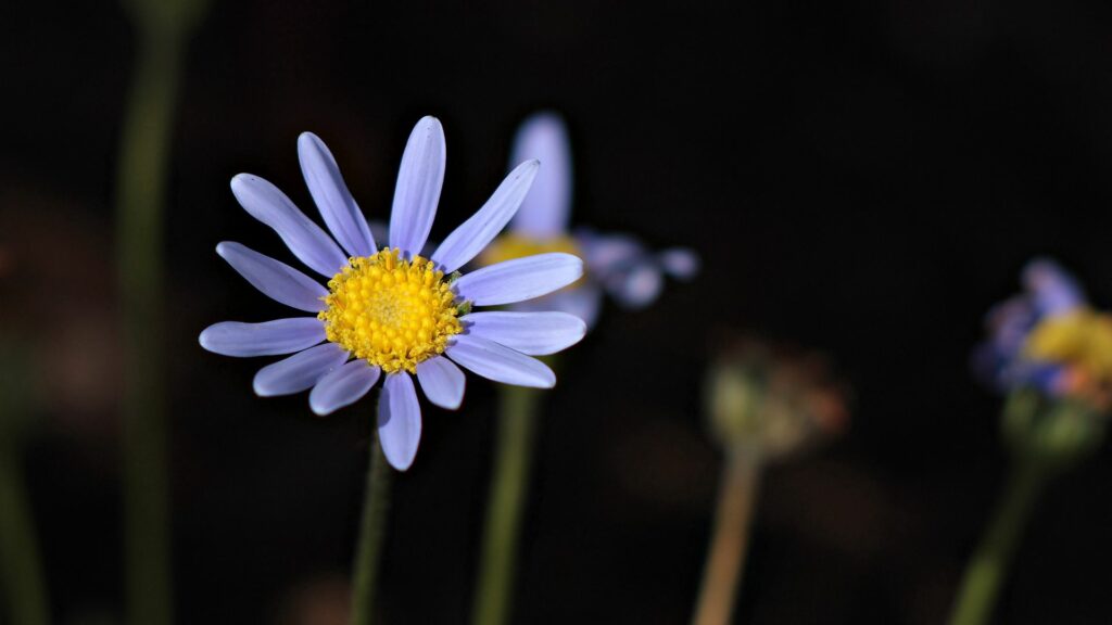 Vibrant Purple Flower with Yellow Center: Nature's Close-Up Beauty Wallpaper