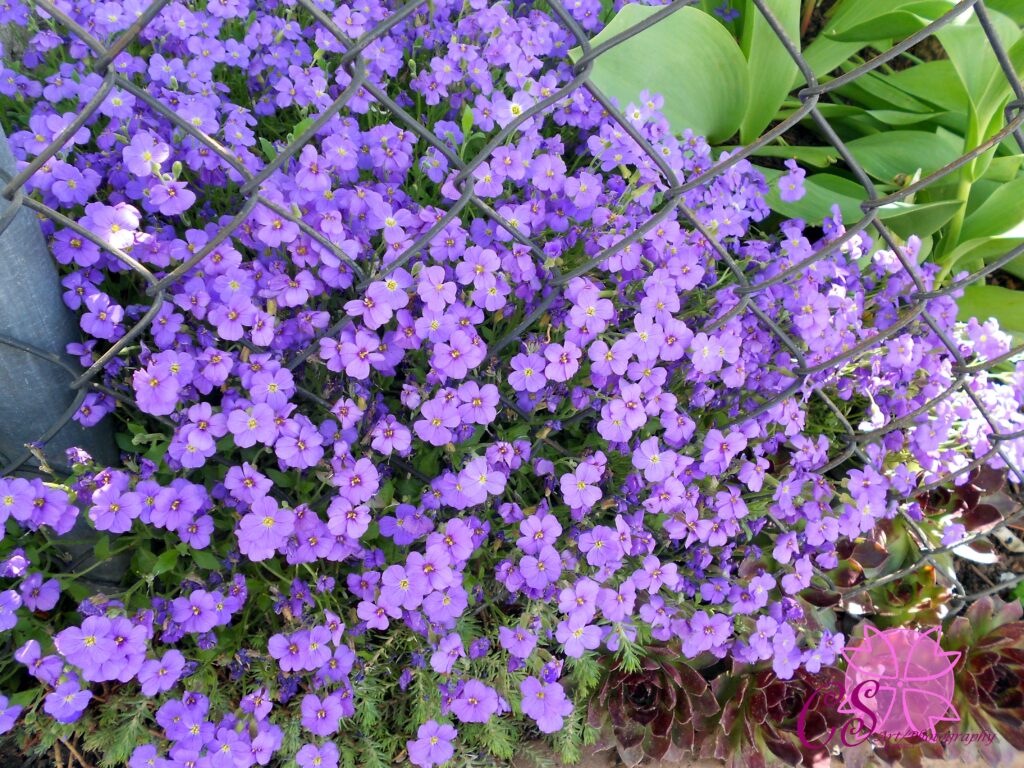 Purple Flowers on Metal Mesh Fence: Striking Floral Background Wallpaper
