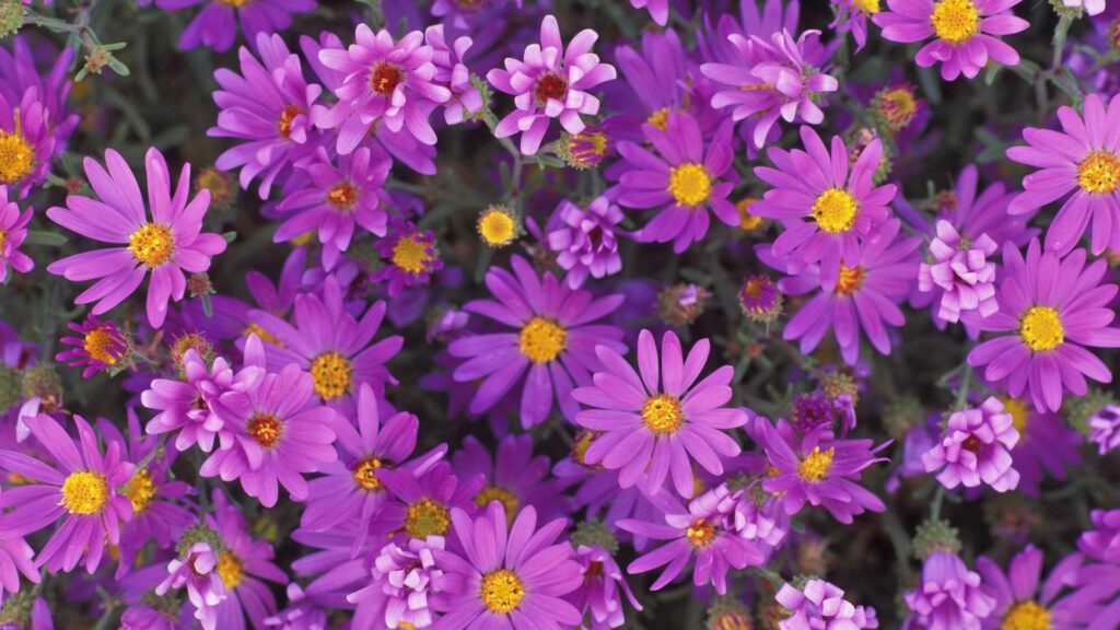 Vibrant Purple Flower Wallpaper: Close-Up Floral Background