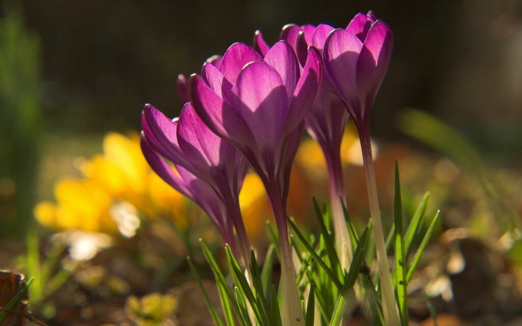 Vibrant purple flowers glowing in sunlight with soft shadows and blurred yellow blooms background Wallpaper