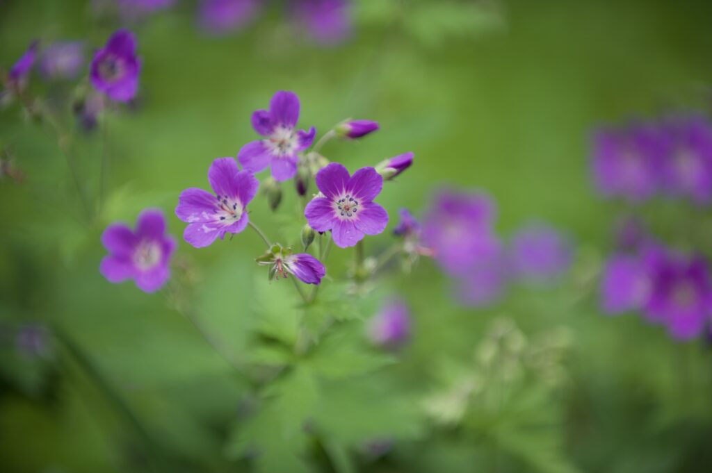 Vibrant Purple Forest Geraniums Against Soft Green Background Wallpaper