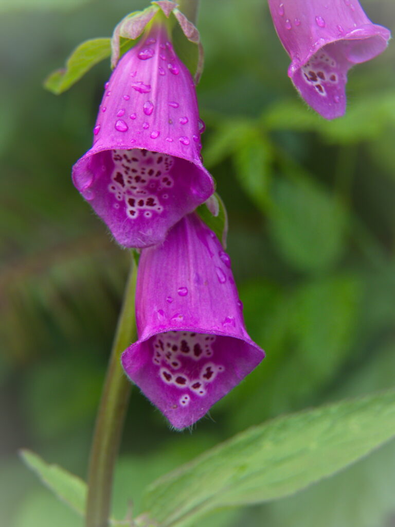 Purple Foxglove Macro with Rain Droplets - Lush Green Wallpaper