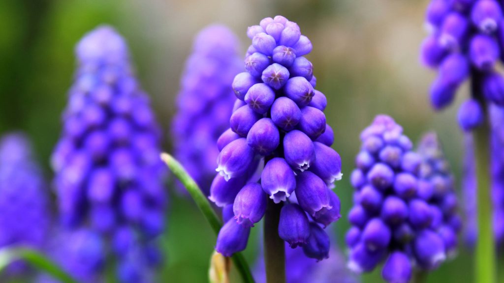 Macro close-up of vibrant purple Grape Hyacinth flowers with soft bokeh spring background Wallpaper