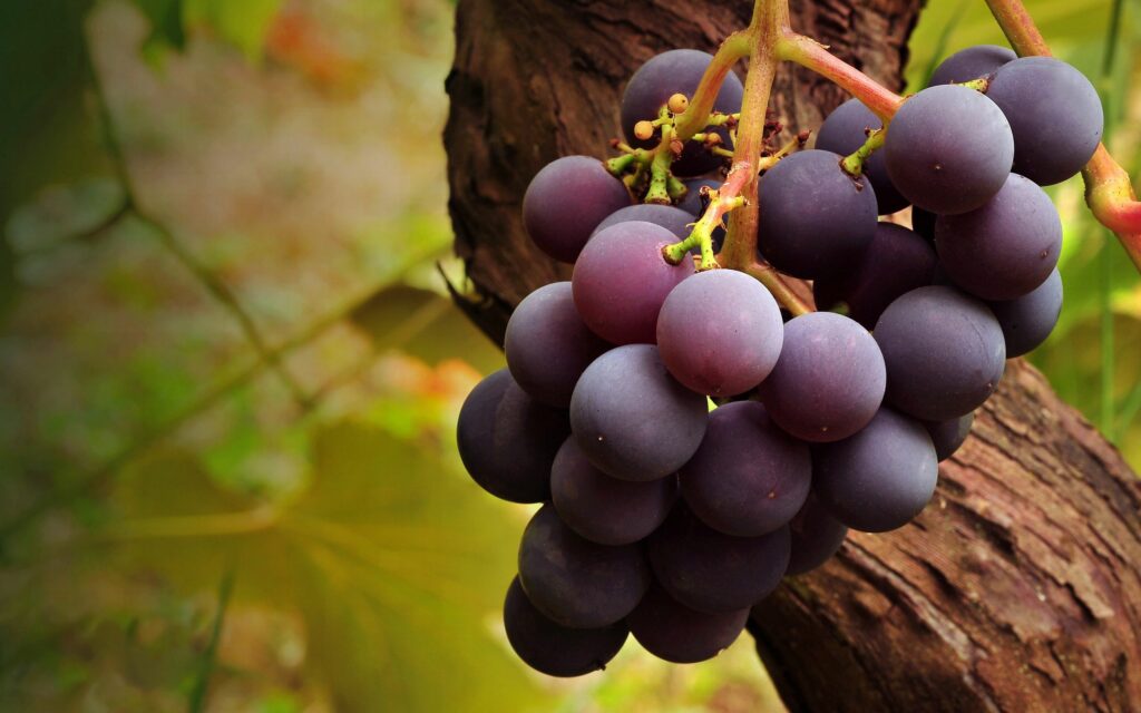 Vibrant Purple Grapes Wallpaper - Textured Branch & Natural Backdrop
