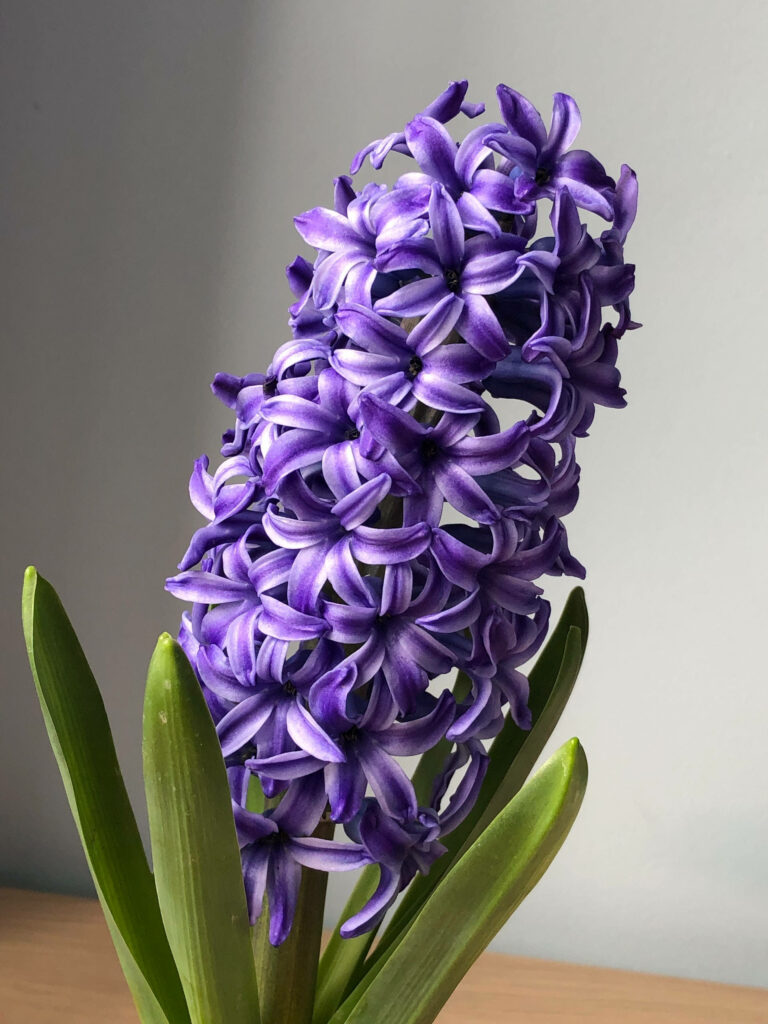 Vibrant Purple Hyacinth Wallpaper for Elegant Android Aesthetic