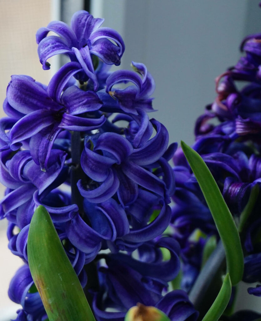 Vibrant Purple Hyacinth Wallpaper: Fresh iPhone Background