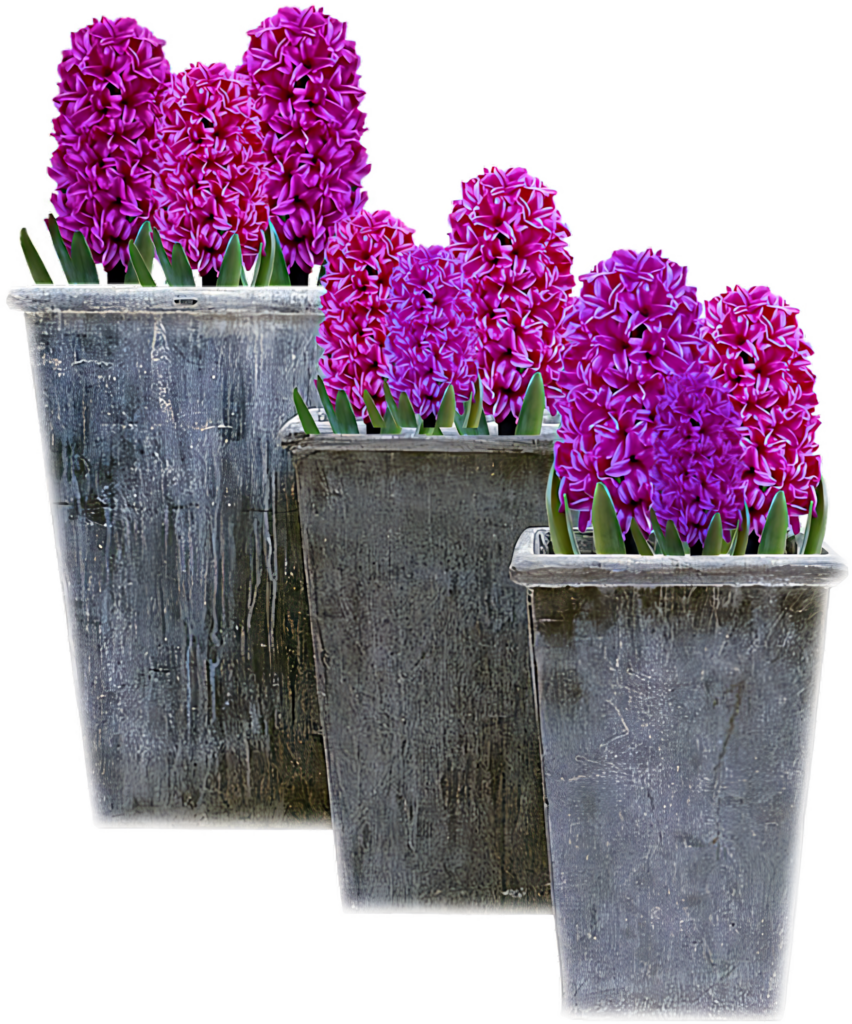 Vibrant Purple Hyacinth Flowers in Rustic Pots - Colorful Background Wallpaper