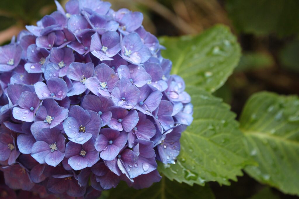Close-Up of Vibrant Purple Hydrangea with Water Droplets Wallpaper