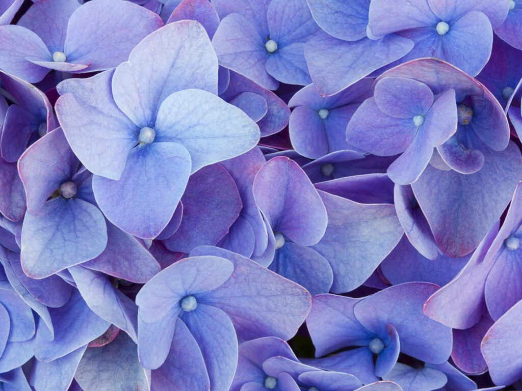 Vibrant Purple Hydrangea Desktop Wallpaper - Serene Floral Background