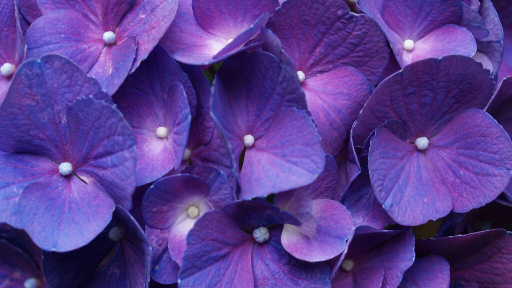 Vibrant Purple Hydrangea Wallpaper: Close-Up Natural Beauty Background