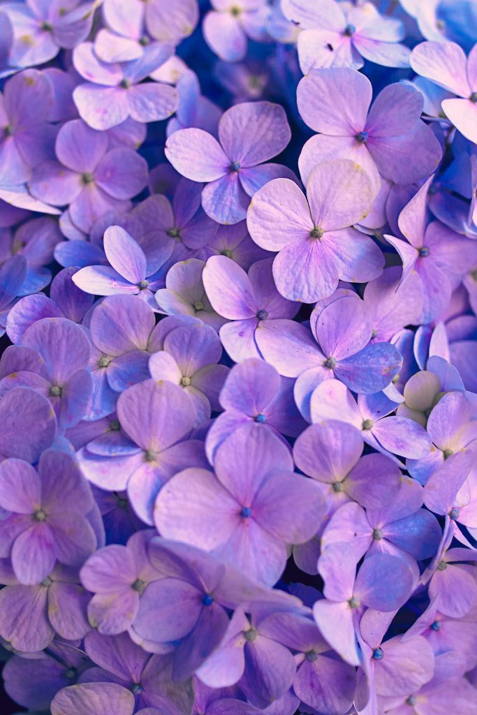 Close-up of vibrant purple hydrangeas with soft lavender petals and detailed natural lighting background Wallpaper