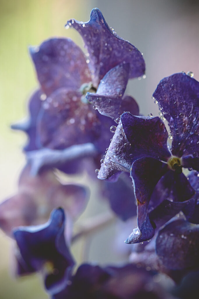 Vibrant Purple Hydrangea Macro Wallpaper with Refreshing Water Drops