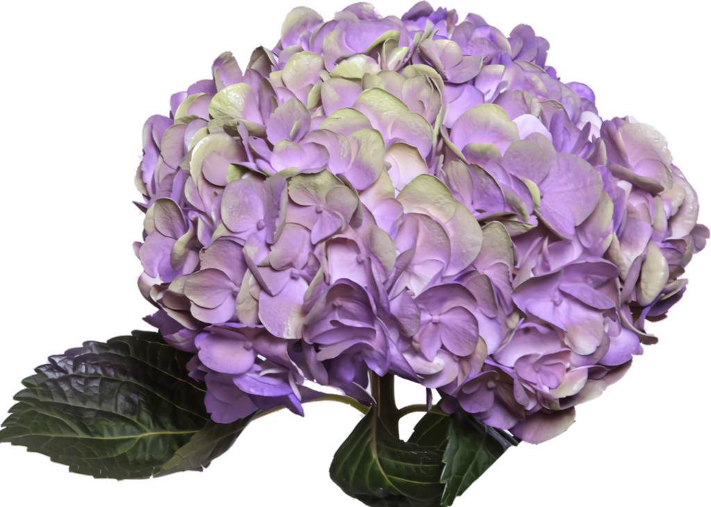 Vibrant Purple Hydrangea Flower with Delicate Petals & Green Leaves Wallpaper