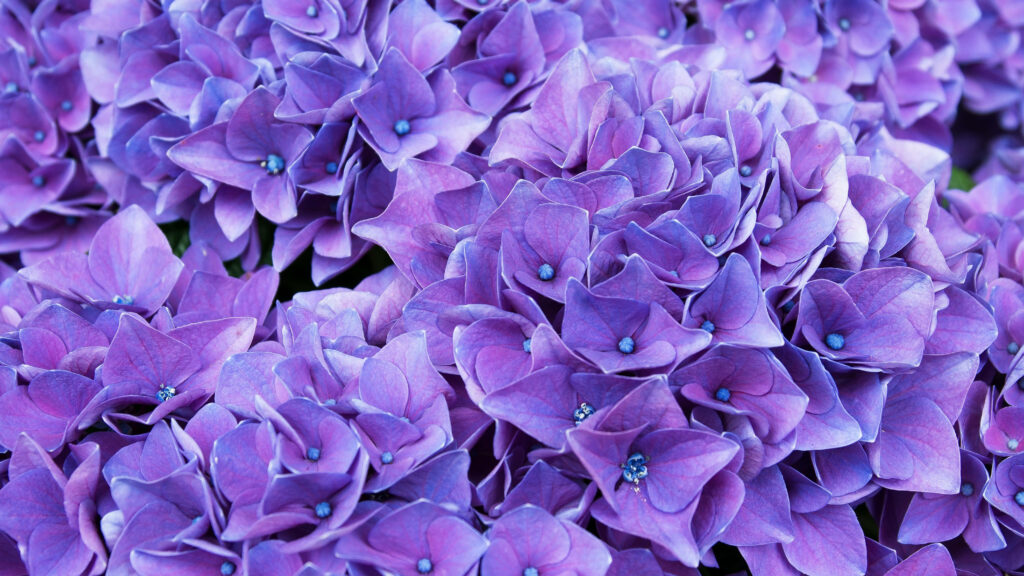 Vibrant Purple Hydrangea Wallpaper - Elegant Nature Background