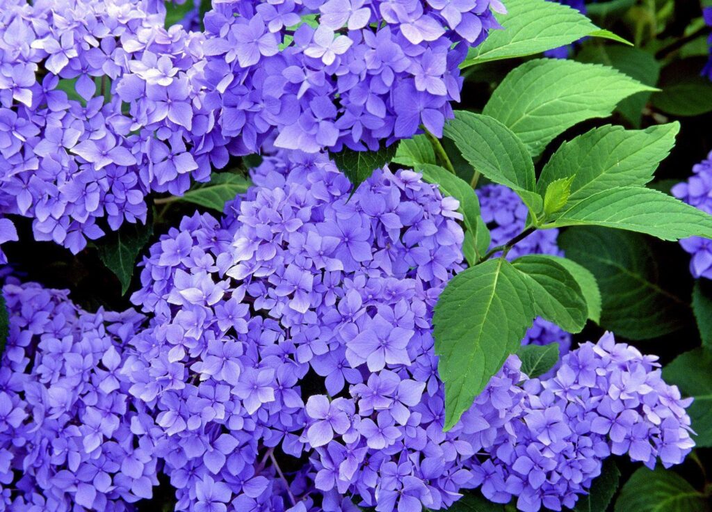 Vibrant Purple Hydrangea Flowers Wallpaper - Natural Beauty Background