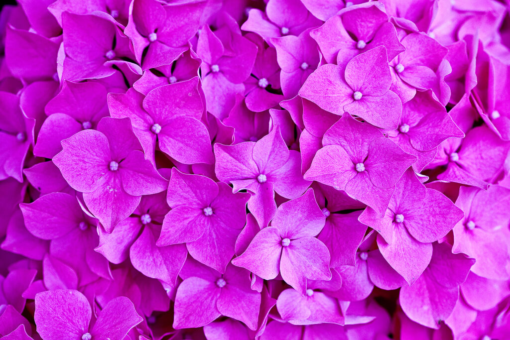 Vibrant Macro Hydrangea Wallpaper: Delicate Purple Petals Background