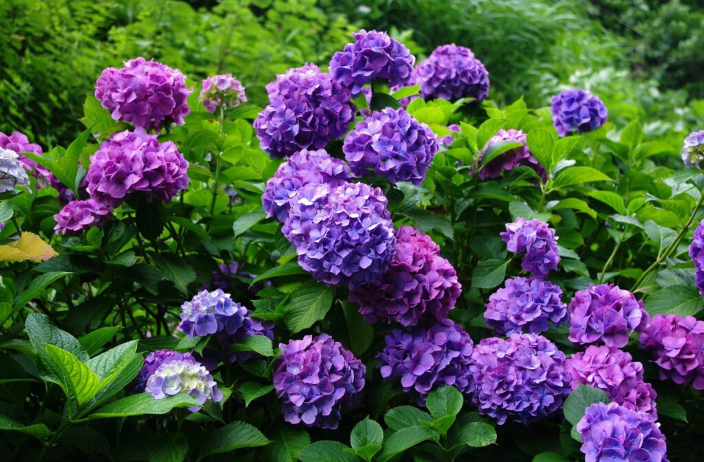 Vibrant Purple Hydrangea Wallpaper: Serene Garden Background