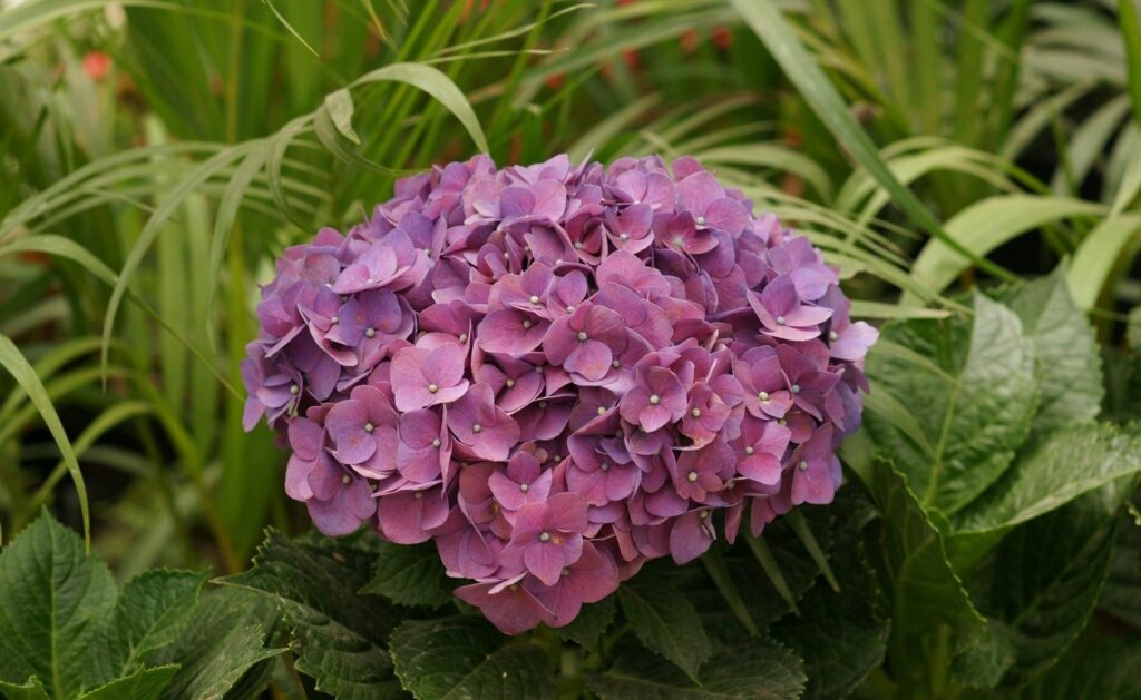 Vibrant Purple Hydrangea Wallpaper in Lush Garden Background