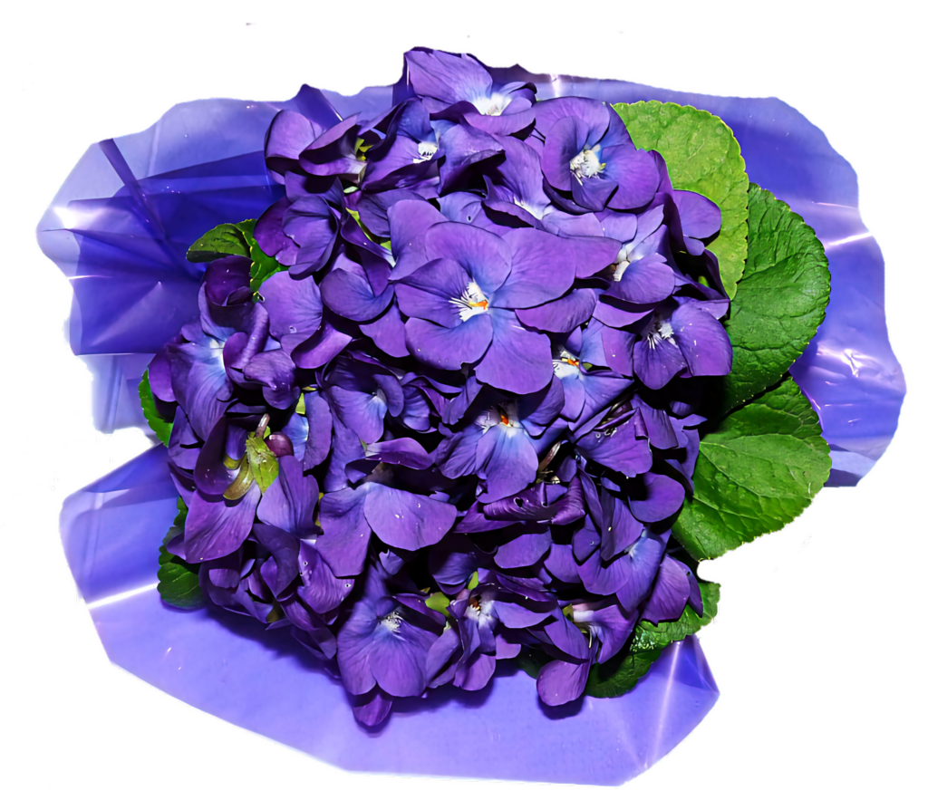 Vibrant Purple Hydrangea Bloom with Green Leaves on Translucent Background Wallpaper