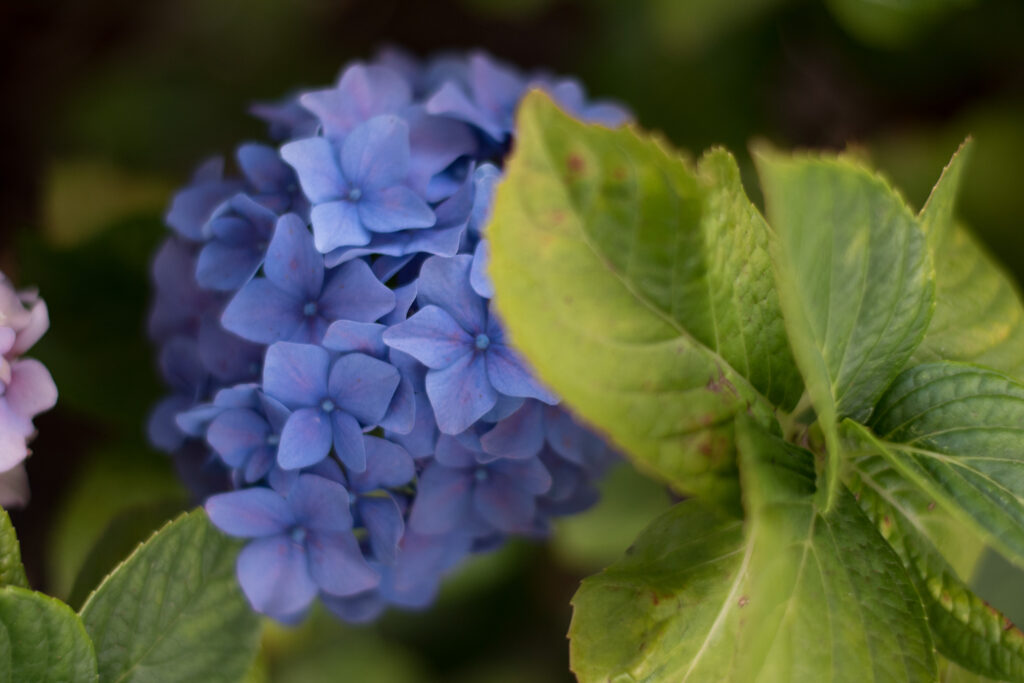 Vibrant Purple Hydrangeas Against Lush Green Leaves - Serene Background Wallpaper