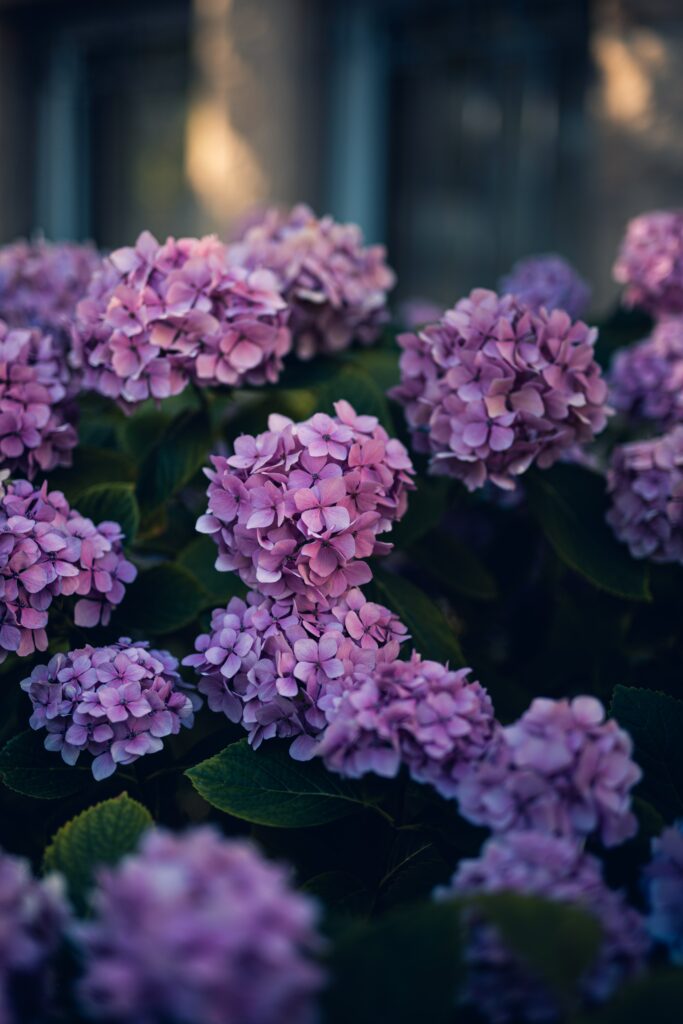 Vibrant Purple Hydrangea Wallpaper: Serene Floral Background
