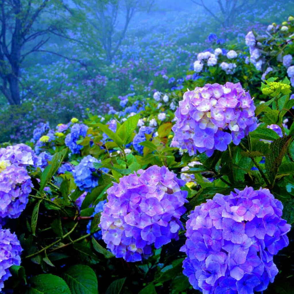 Close-Up Purple Hydrangeas: Lush Misty Forest Background Wallpaper