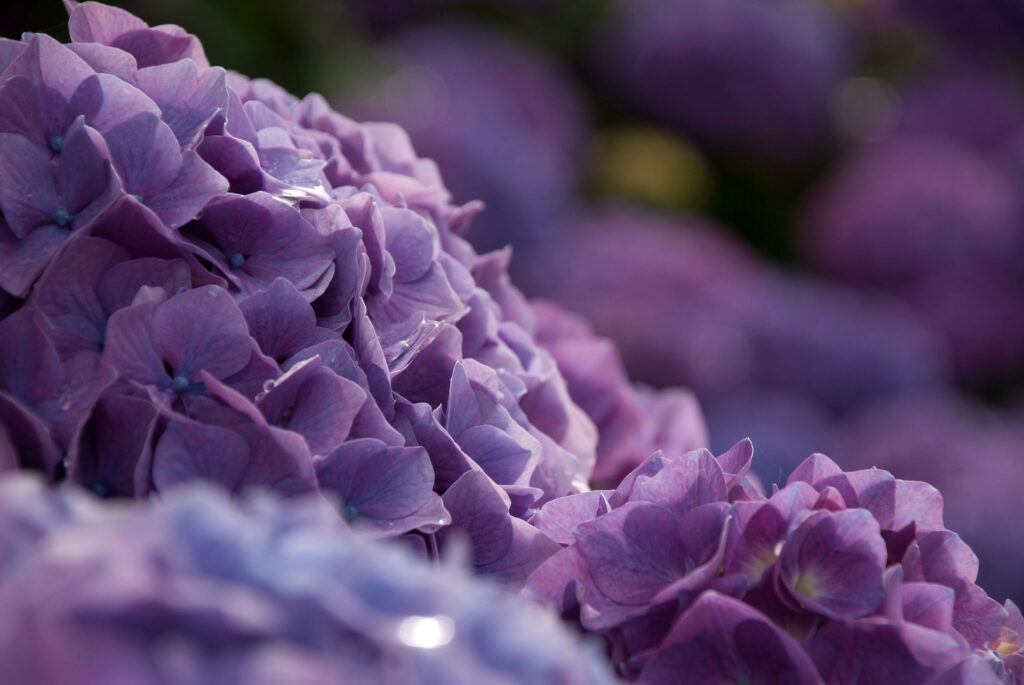 Vibrant Purple Hydrangea Wallpaper with Water Droplets Background