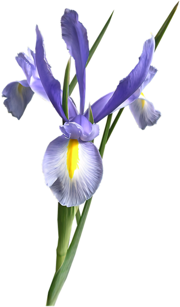 Vibrant Purple Iris Flower Wallpaper with Transparent Background